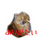 愛犬暮らし（個別スタンプ：9）