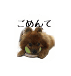 愛犬暮らし（個別スタンプ：10）