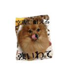 愛犬暮らし（個別スタンプ：11）