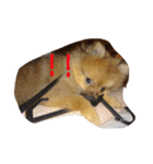 愛犬暮らし（個別スタンプ：12）