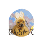 愛犬暮らし（個別スタンプ：13）