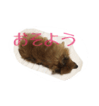 愛犬暮らし（個別スタンプ：16）