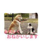仲良しパティと。（個別スタンプ：13）