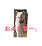仲良しパティと。（個別スタンプ：15）