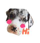 Great Dane Oliver（個別スタンプ：1）