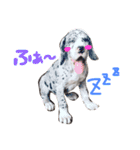 Great Dane Oliver（個別スタンプ：3）