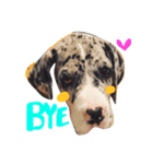 Great Dane Oliver（個別スタンプ：5）