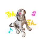 Great Dane Oliver（個別スタンプ：7）