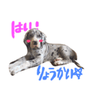 Great Dane Oliver（個別スタンプ：8）