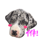 Great Dane Oliver（個別スタンプ：13）