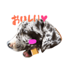 Great Dane Oliver（個別スタンプ：15）