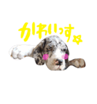 Great Dane Oliver（個別スタンプ：16）