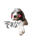 Great Dane Oliver（個別スタンプ：17）
