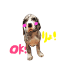 Great Dane Oliver（個別スタンプ：19）