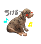 Great Dane Oliver（個別スタンプ：21）