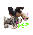 Great Dane Oliver（個別スタンプ：22）