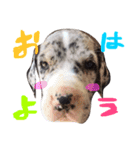Great Dane Oliver（個別スタンプ：23）