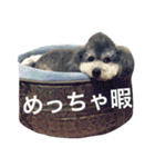 ぼくはトイプーのダッフィーです。（個別スタンプ：1）