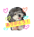 ぼくはトイプーのダッフィーです。（個別スタンプ：5）