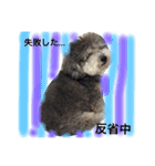 ぼくはトイプーのダッフィーです。（個別スタンプ：6）