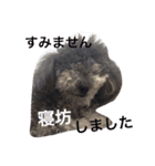 ぼくはトイプーのダッフィーです。（個別スタンプ：7）