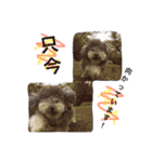 ぼくはトイプーのダッフィーです。（個別スタンプ：10）