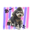 ぼくはトイプーのダッフィーです。（個別スタンプ：12）