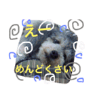 ぼくはトイプーのダッフィーです。（個別スタンプ：15）