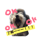 ぼくはトイプーのダッフィーです。（個別スタンプ：16）
