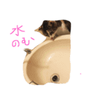 だるいねこ（個別スタンプ：1）
