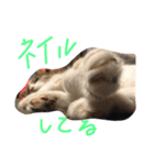 だるいねこ（個別スタンプ：2）