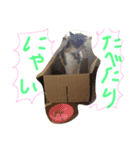 だるいねこ（個別スタンプ：3）