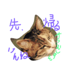 だるいねこ（個別スタンプ：4）