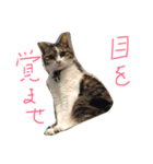 だるいねこ（個別スタンプ：5）