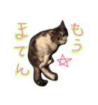 だるいねこ（個別スタンプ：6）