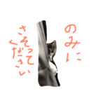 だるいねこ（個別スタンプ：8）