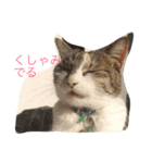 だるいねこ（個別スタンプ：9）