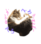 だるいねこ（個別スタンプ：10）