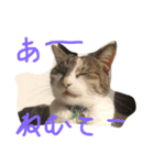 だるいねこ（個別スタンプ：11）