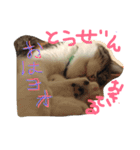 だるいねこ（個別スタンプ：12）