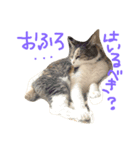 だるいねこ（個別スタンプ：13）