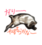 だるいねこ（個別スタンプ：14）