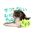 だるいねこ（個別スタンプ：15）