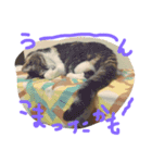 だるいねこ（個別スタンプ：16）