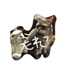 ふてくされキャット（個別スタンプ：1）