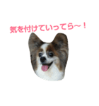パピヨンのももじ！（個別スタンプ：12）