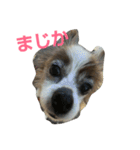 パピヨンのももじ！（個別スタンプ：13）