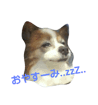 パピヨンのももじ！（個別スタンプ：16）
