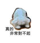 Tora is a dog.（個別スタンプ：1）