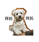 Tora is a dog.（個別スタンプ：2）